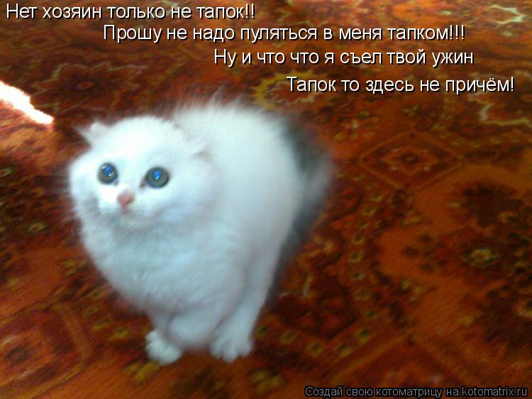 Нет хозяин только не тапок!! Прошу не надо пуляться в меня тапком!!! Ну и что что я съел твой ужин Та... Котоматрица: Нет хозяин только не тапок!! Прошу не надо пуляться в меня тапком!!! Ну и что что я съел твой ужин Тапок то здесь не причём!