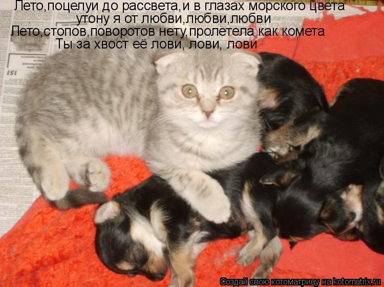 Лето,поцелуи до рассвета,и в глазах морского цвета утону я от любви,любви,любви Лето,стопов,поворотов... Котоматрица: Лето,поцелуи до рассвета,и в глазах морского цвета утону я от любви,любви,любви Лето,стопов,поворотов нету,пролетела как комета Ты за хвост