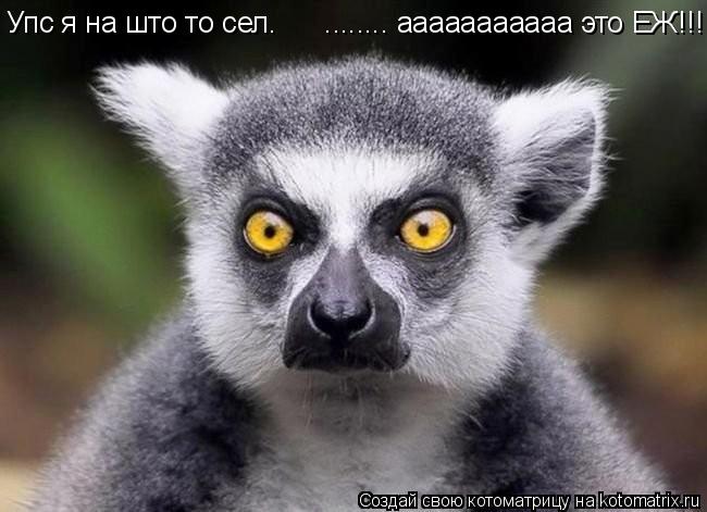 Упс я на што то сел. ........ ааааааааааа это ЕЖ!!!!!!!... Котоматрица: Упс я на што то сел. ........ ааааааааааа это ЕЖ!!!!!!!