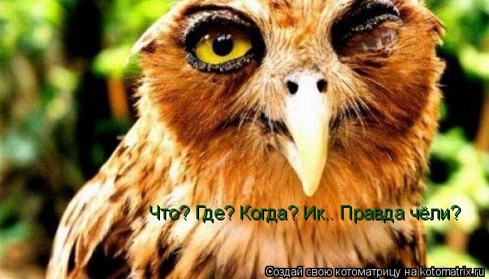 Что? Где? Когда? Ик.. Правда чёли?... Котоматрица: Что? Где? Когда? Ик.. Правда чёли?