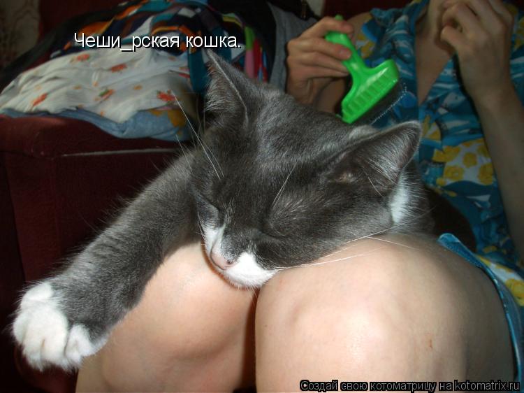 Чеши_рская кошка.... Котоматрица: Чеши_рская кошка.