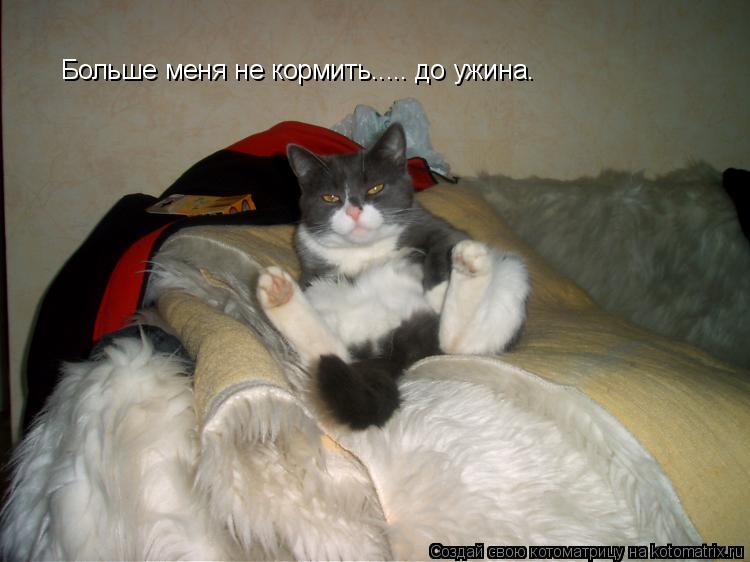 Больше меня не кормить..... до ужина.... Котоматрица: Больше меня не кормить..... до ужина.