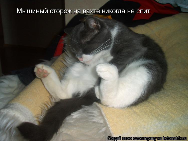 Мышиный сторож на вахте никогда не спит.... Котоматрица: Мышиный сторож на вахте никогда не спит.
