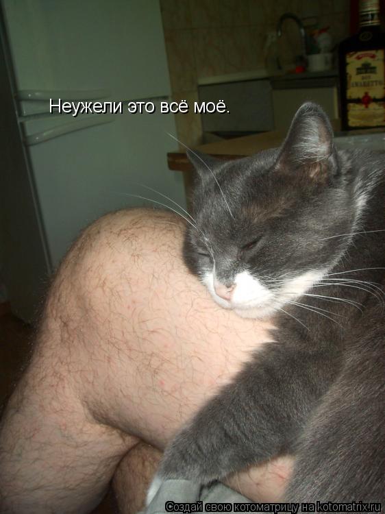Неужели это всё моё.... Котоматрица: Неужели это всё моё.