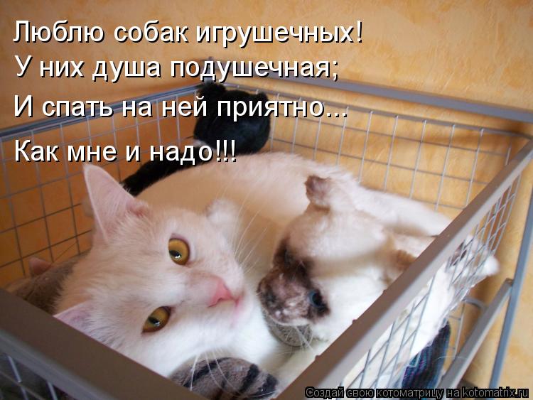 Люблю собак игрушечных! У них душа подушечная; И спать на ней приятно... Как мне и надо!!!... Котоматрица: Люблю собак игрушечных! У них душа подушечная; И спать на ней приятно... Как мне и надо!!!