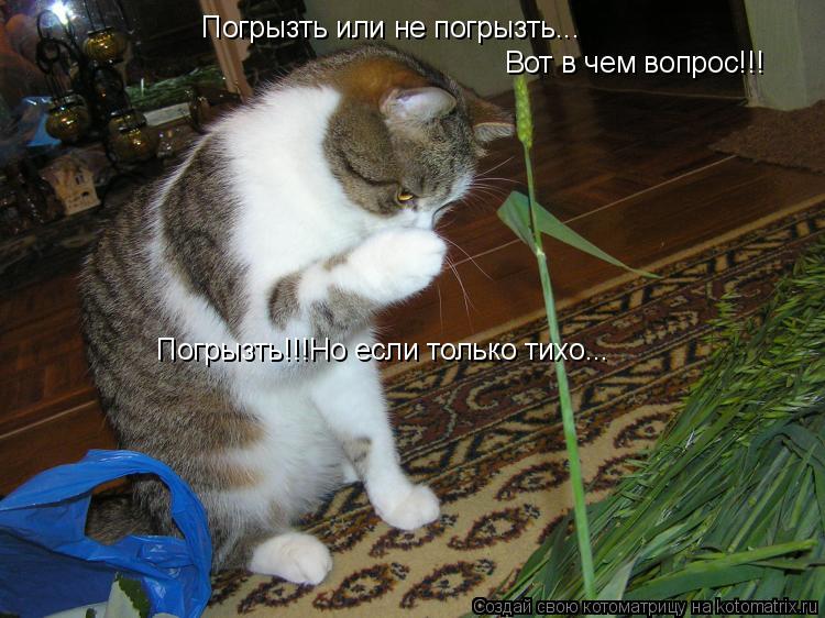 Погрызть или не погрызть... Вот в чем вопрос!!! Погрызть!!!Но если только тихо...... Котоматрица: Погрызть или не погрызть... Вот в чем вопрос!!! Погрызть!!!Но если только тихо...