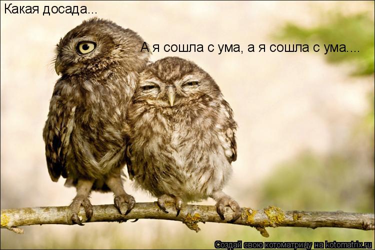 А я сошла с ума, а я сошла с ума.... Какая досада...... Котоматрица: А я сошла с ума, а я сошла с ума.... Какая досада...