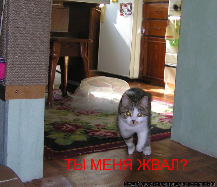 ТЫ МЕНЯ ЖВАЛ?... Котоматрица: ТЫ МЕНЯ ЖВАЛ?