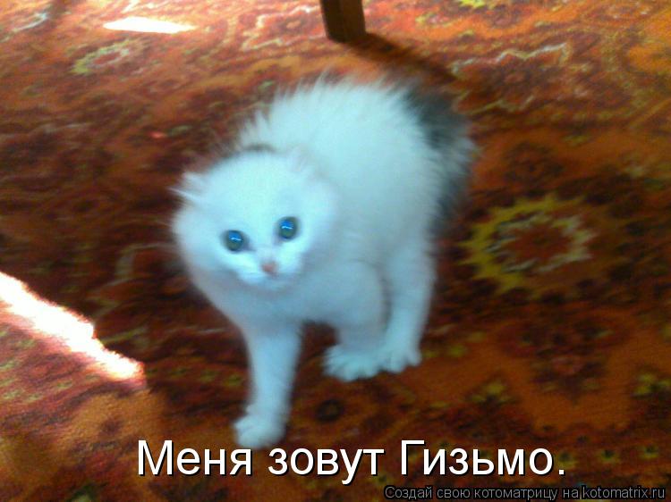 Меня зовут Гизьмо.... Котоматрица: Меня зовут Гизьмо.