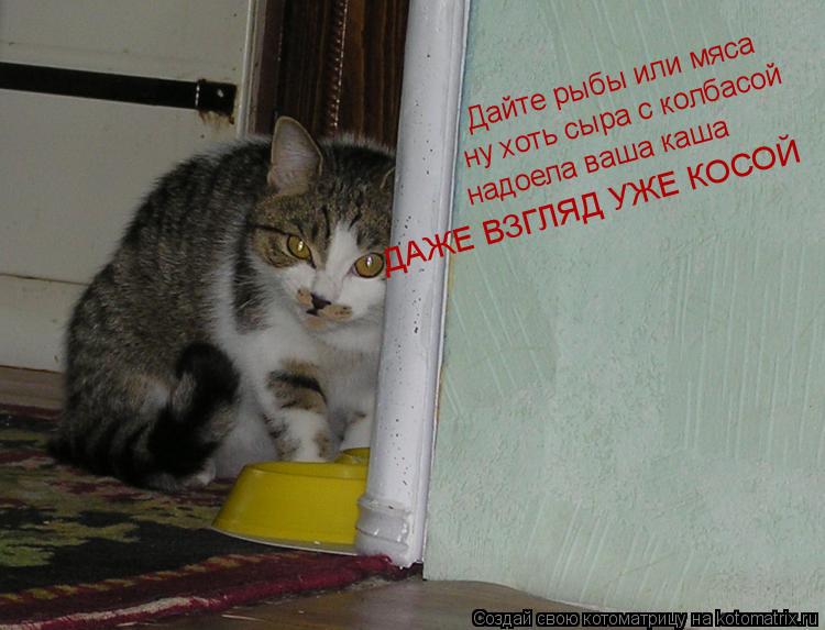 Дайте рыбы или мяса ну хоть сыра с колбасой надоела ваша каша ДАЖЕ ВЗГЛЯД УЖЕ КОСОЙ... Котоматрица: Дайте рыбы или мяса ну хоть сыра с колбасой надоела ваша каша ДАЖЕ ВЗГЛЯД УЖЕ КОСОЙ