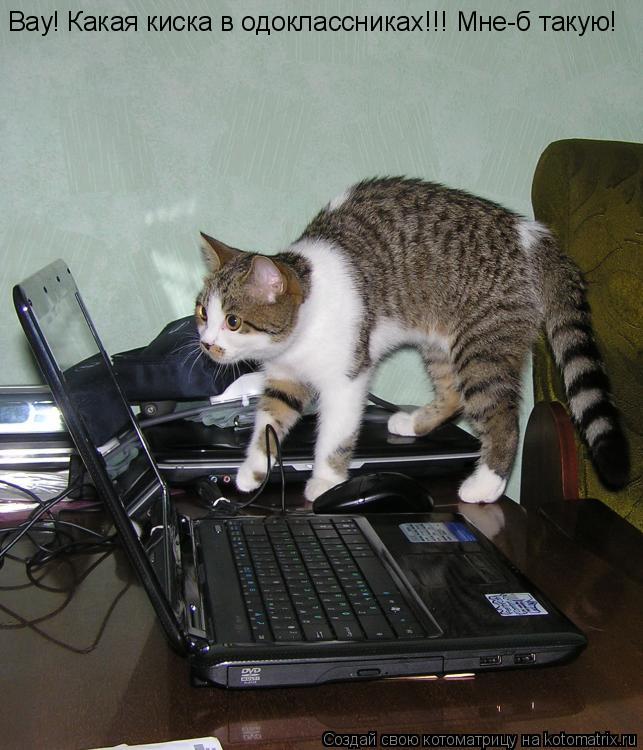 Вау! Какая киска в одоклассниках!!! Мне-б такую!... Котоматрица: Вау! Какая киска в одоклассниках!!! Мне-б такую!