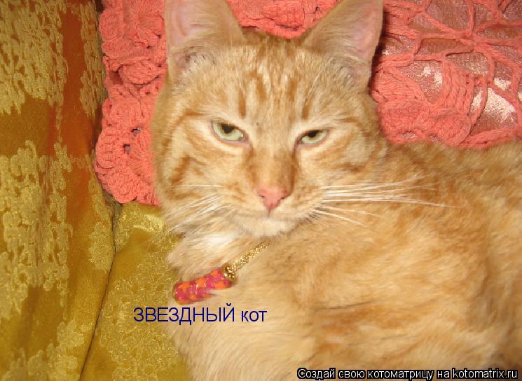 ЗВЕЗДНЫЙ кот... Котоматрица: ЗВЕЗДНЫЙ кот