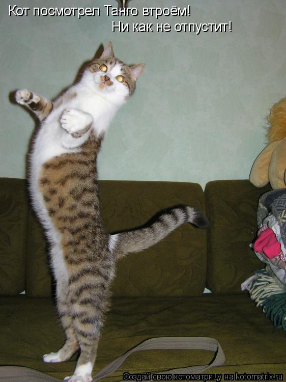 Кот посмотрел Танго втроём! Ни как не отпустит!... Котоматрица: Кот посмотрел Танго втроём! Ни как не отпустит!