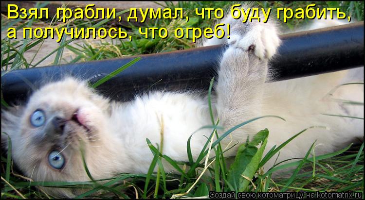 Котоматрица: Взял грабли, думал, что буду грабить, а получилось, что огреб!