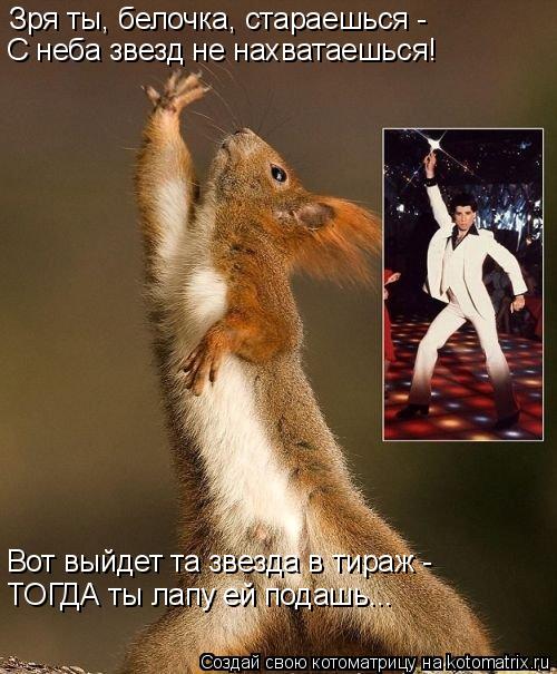 Котоматрица: Зря ты, белочка, стараешься -  С неба звезд не нахватаешься! Вот выйдет та звезда в тираж -  ТОГДА ты лапу ей подашь...