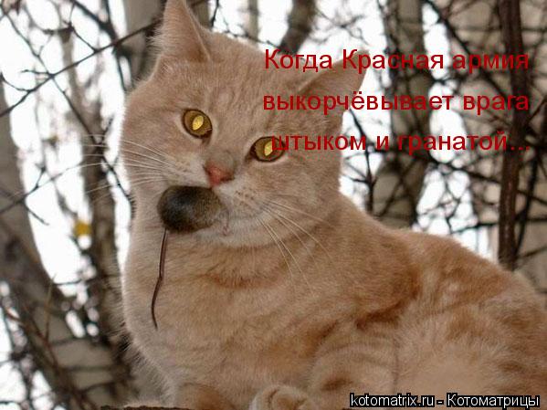 Когда Красная армия выкорчёвывает врага штыком и гранатой...... Котоматрица: Когда Красная армия выкорчёвывает врага штыком и гранатой...