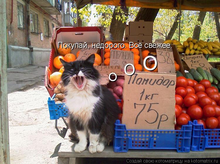 Покупай, недорого. Всё свежее. О О О... Котоматрица: Покупай, недорого. Всё свежее. О О О