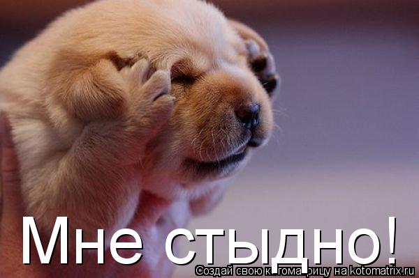 Мне стыдно!... Котоматрица: Мне стыдно!