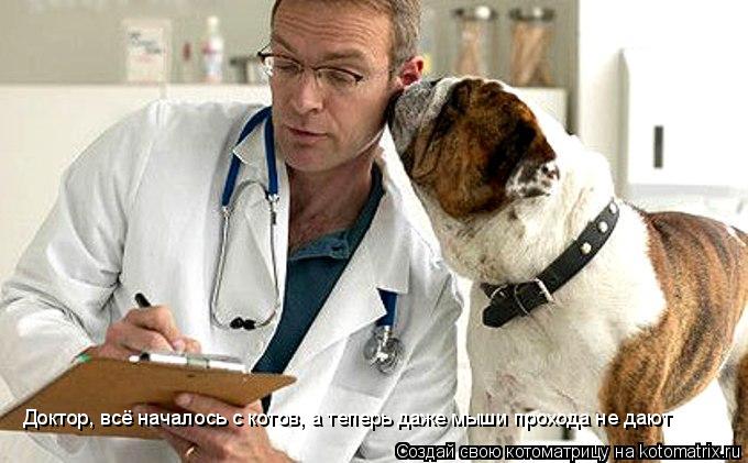 Доктор, всё началось с котов, а теперь даже мыши прохода не дают... Котоматрица: Доктор, всё началось с котов, а теперь даже мыши прохода не дают