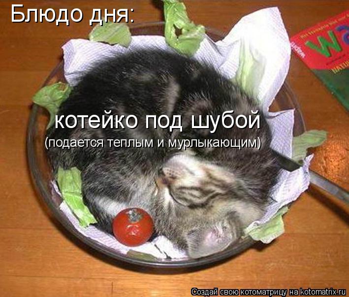 Блюдо дня: котейко под шубой (подается теплым и мурлыкающим)... Котоматрица: Блюдо дня: котейко под шубой (подается теплым и мурлыкающим)