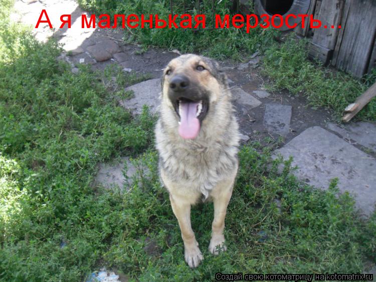 А я маленькая мерзость...... Котоматрица: А я маленькая мерзость...