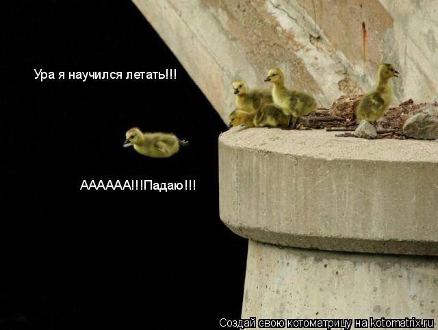 Ура я научился летать!!! АААААА!!!Падаю!!!... Котоматрица: Ура я научился летать!!! АААААА!!!Падаю!!!