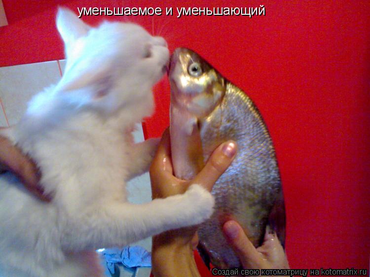 уменьшаемое и уменьшающий... Котоматрица: уменьшаемое и уменьшающий