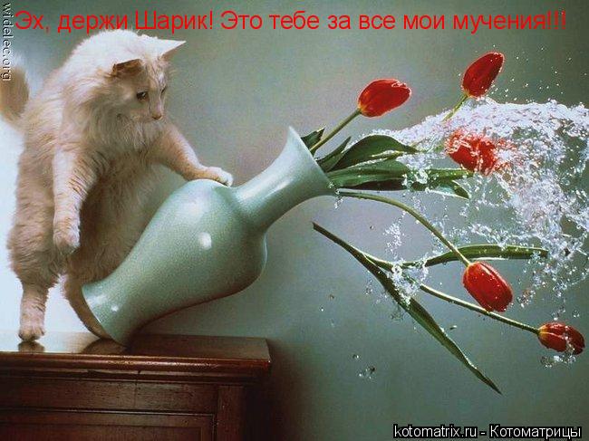 Эх, держи Шарик! Это тебе за все мои мучения!!!... Котоматрица: Эх, держи Шарик! Это тебе за все мои мучения!!!