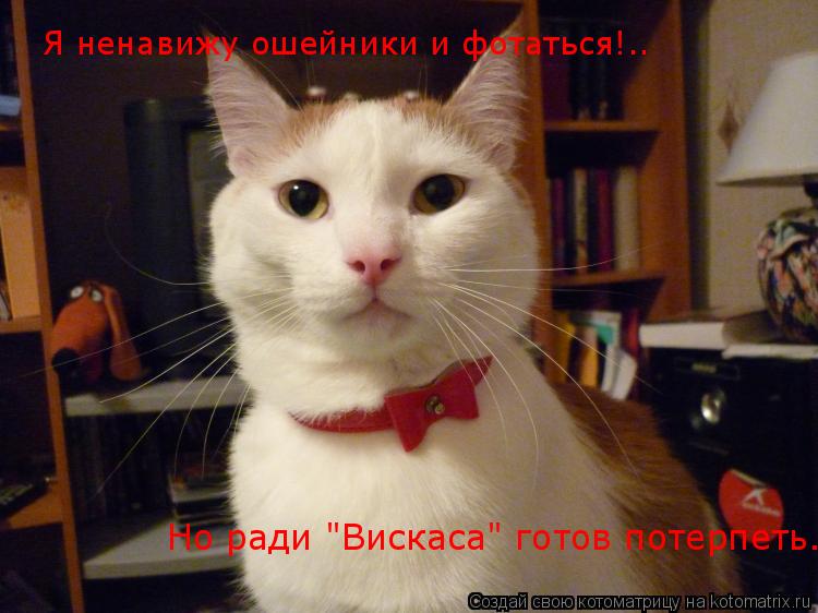 Я ненавижу ошейники и фотаться!.. Но ради "Вискаса" готов потерпеть.... Котоматрица: Я ненавижу ошейники и фотаться!.. Но ради "Вискаса" готов потерпеть.