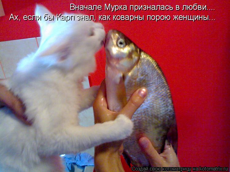 Вначале Мурка призналась в любви.... Ах, если бы Карп знал, как коварны порою женщины...... Котоматрица: Вначале Мурка призналась в любви.... Ах, если бы Карп знал, как коварны порою женщины...
