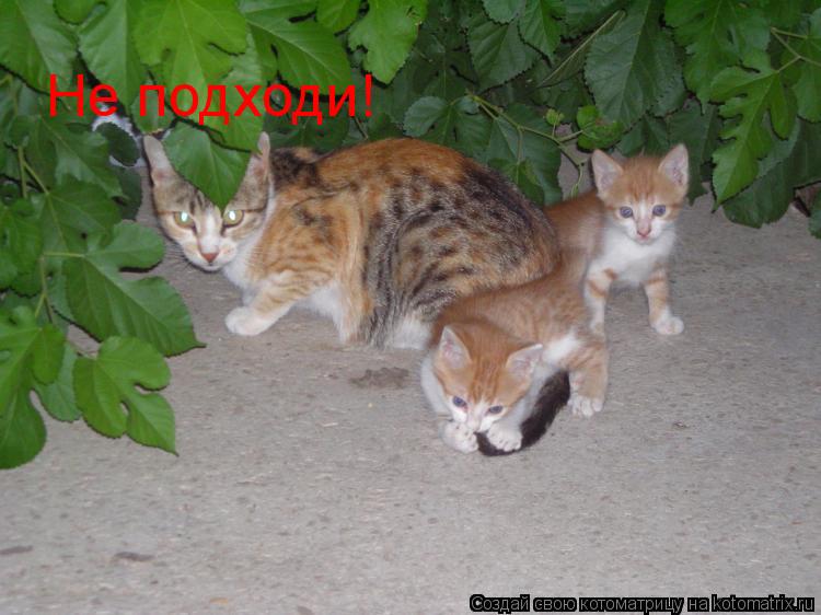 Не подходи!... Котоматрица: Не подходи!