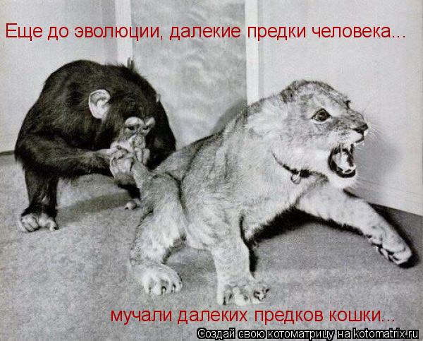 Еще до эволюции, далекие предки человека... мучали далеких предков кошки...... Котоматрица: Еще до эволюции, далекие предки человека... мучали далеких предков кошки...