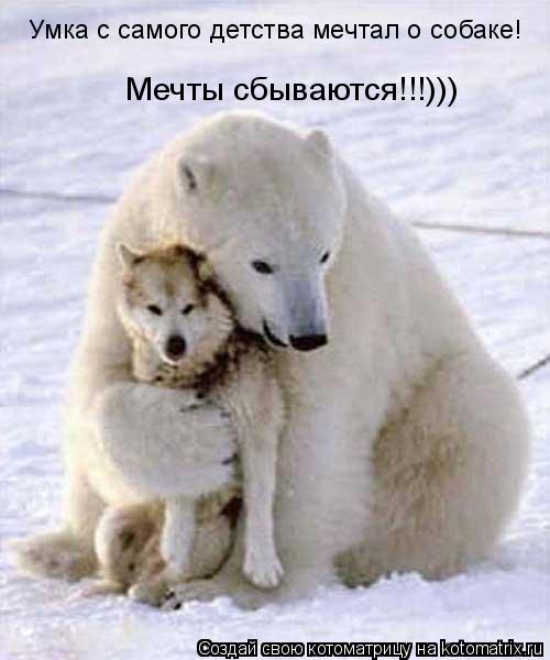 Умка с самого детства мечтал о собаке! Мечты сбываются!!!)))... Котоматрица: Умка с самого детства мечтал о собаке! Мечты сбываются!!!)))