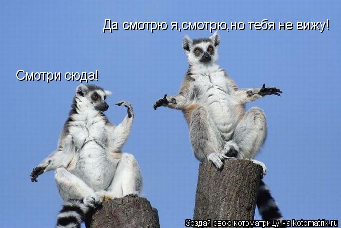 Смотри сюда! Да смотрю я,смотрю,но тебя не вижу!... Котоматрица: Смотри сюда! Да смотрю я,смотрю,но тебя не вижу!