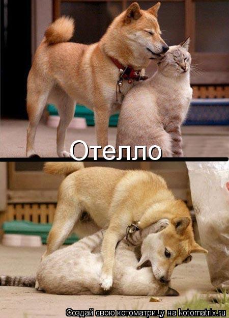 Отелло... Котоматрица: Отелло