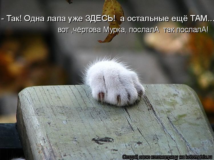 - Так! Одна лапа уже ЗДЕСЬ! а остальные ещё ТАМ... вот ,чёртова Мурка, послалА так послалА!... Котоматрица: - Так! Одна лапа уже ЗДЕСЬ! а остальные ещё ТАМ... вот ,чёртова Мурка, послалА так послалА!