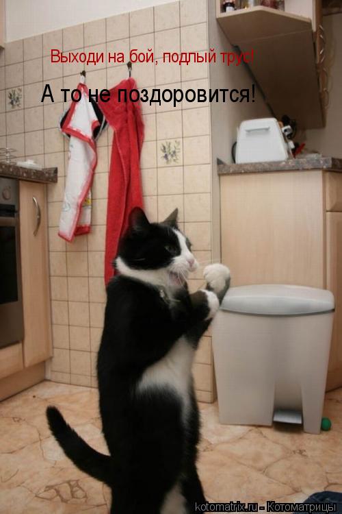 Выходи на бой, подлый трус! А то не поздоровится!... Котоматрица: Выходи на бой, подлый трус! А то не поздоровится!