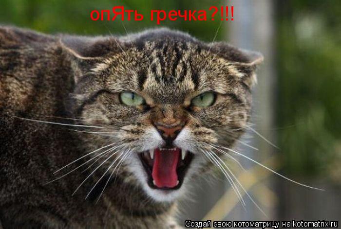 опЯть гречка?!!!... Котоматрица: опЯть гречка?!!!