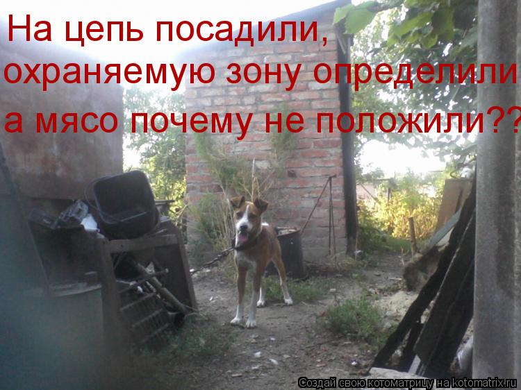 На цепь посадили, охраняемую зону определили, а мясо почему не положили??... Котоматрица: На цепь посадили, охраняемую зону определили, а мясо почему не положили??