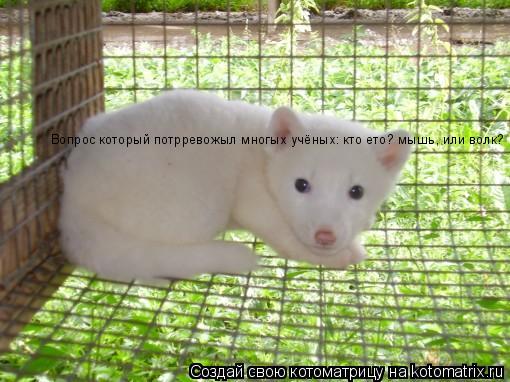 Вопрос который потрревожыл многых учёных: кто ето? мышь, или волк?... Котоматрица: Вопрос который потрревожыл многых учёных: кто ето? мышь, или волк?