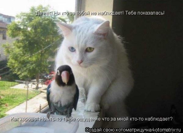 Как хорошо! Но что-то такое ощущение что за мной кто-то наблюдает? Да нет! Ни кто за тобой не наблюда... Котоматрица: Как хорошо! Но что-то такое ощущение что за мной кто-то наблюдает? Да нет! Ни кто за тобой не наблюдает! Тебе показалась!