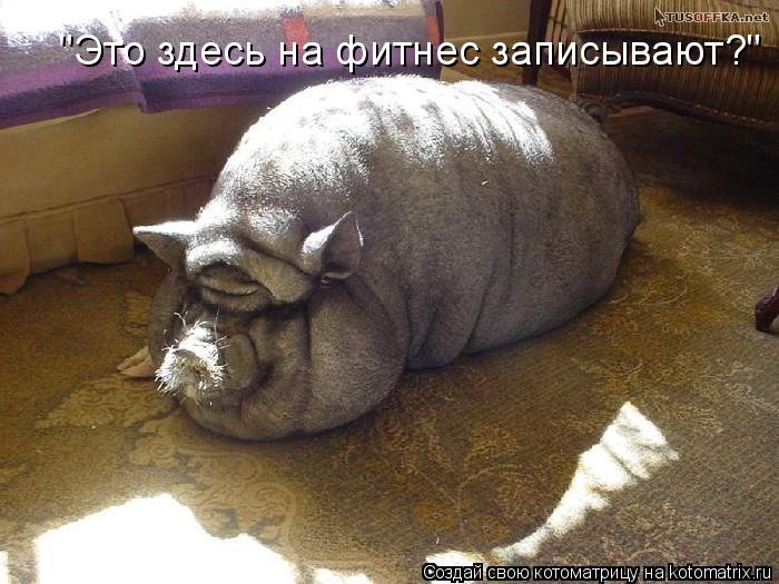 "Это здесь на фитнес записывают?"... Котоматрица: "Это здесь на фитнес записывают?"