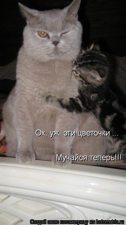 Ох, уж эти цветочки ….. Мучайся теперь!!!... Котоматрица: Ох, уж эти цветочки ….. Мучайся теперь!!!