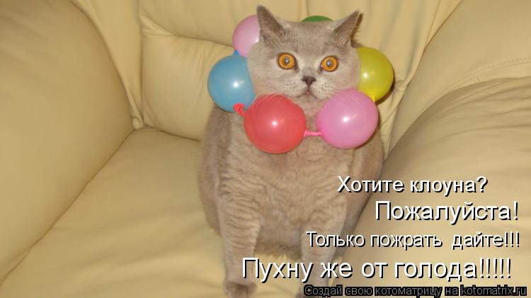 Хотите клоуна? Пожалуйста! Только пожрать дайте!!! Пухну же от голода!!!!!... Котоматрица: Хотите клоуна? Пожалуйста! Только пожрать дайте!!! Пухну же от голода!!!!!