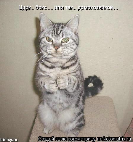 Цирк.. бокс.... или так.. домохозяйкой...... Котоматрица: Цирк.. бокс.... или так.. домохозяйкой...