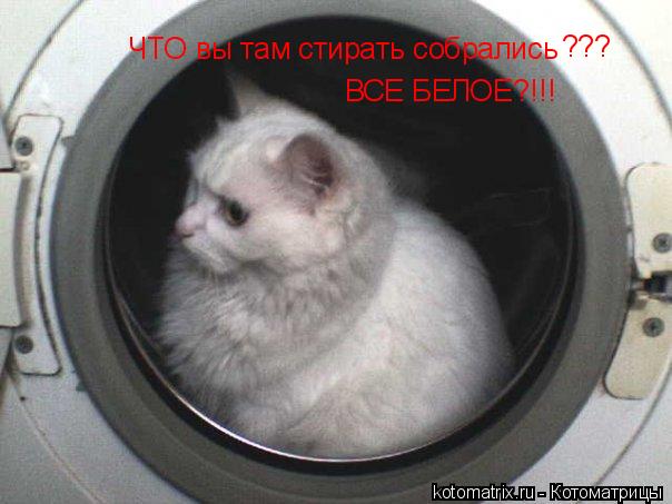 ЧТО вы там стирать собрались ??? ВСЕ БЕЛОЕ?!!!... Котоматрица: ЧТО вы там стирать собрались ??? ВСЕ БЕЛОЕ?!!!