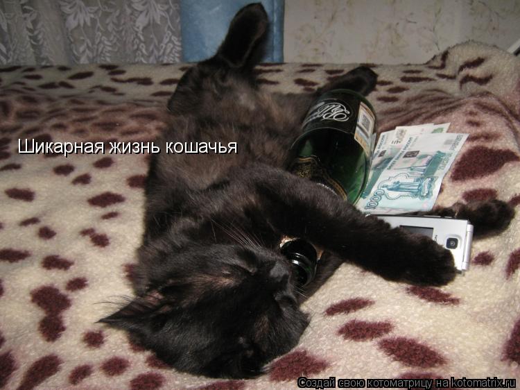 Шикарная жизнь кошачья... Котоматрица: Шикарная жизнь кошачья