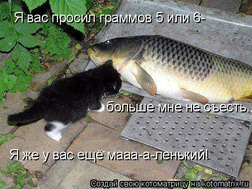 больше мне не съесть... Я же у вас ещё мааа-а-ленький! Я вас просил граммов 5 или 6-... Котоматрица: больше мне не съесть... Я же у вас ещё мааа-а-ленький! Я вас просил граммов 5 или 6-