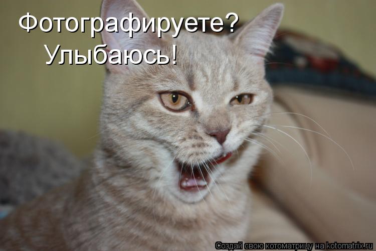 Фотографируете? Улыбаюсь!... Котоматрица: Фотографируете? Улыбаюсь!