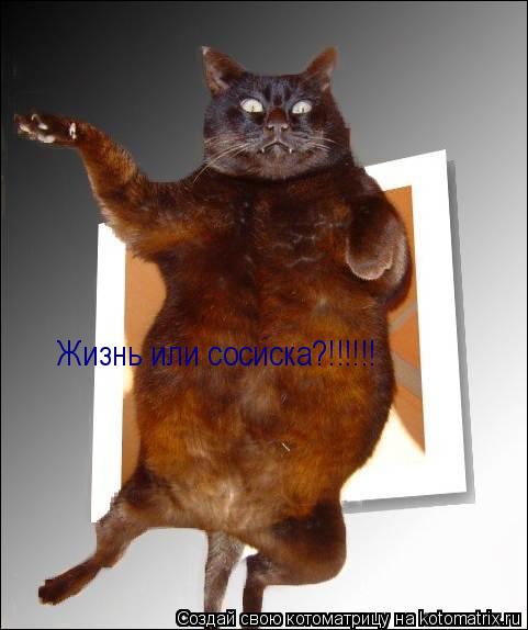 Жизнь или сосиска?!!!!!!... Котоматрица: Жизнь или сосиска?!!!!!!